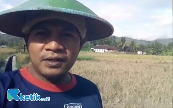 Thumbnail Hama Wereng Serang Lahan Petani di Pacitan, Hasil Panen Kurang Maksimal