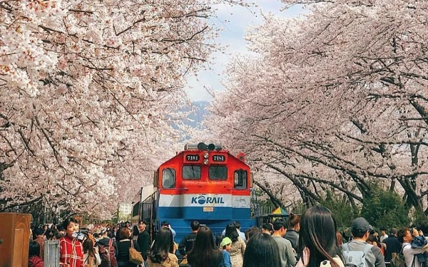 Selain Jepang, Inilah Beberapa Negara yang Ditumbuhi Bunga Sakura