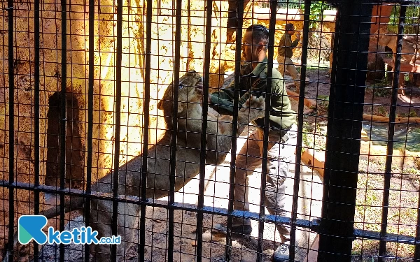 Thumbnail Berita - Kebun Binatang Surabaya Rayakan Ultah Pertama 2 Singa Afrika, Dapat Hadiah Kue Daging