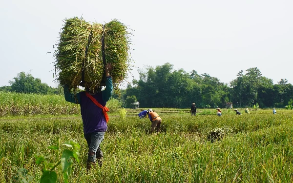 Bupati Kediri Klaim Produktivitas Padi Terus Merangkak Naik Imbas Program DITO