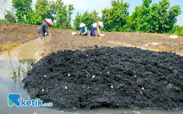 Masuki Musim Tembakau,  Petani Tetap Tanam Bawang Merah