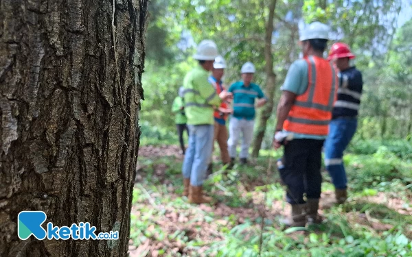 Foto Area Reklamasi sa rehabilitasi Bekas Tambang. Oleh TBP Tbk Harita Nickel (Foto Mursal Bahtiar/Ketik.co.id)