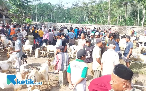 Foto Hiruk pikuk pasar hewan di Pacitan. (Foto: Al Ahmadi/Ketik.co.id)