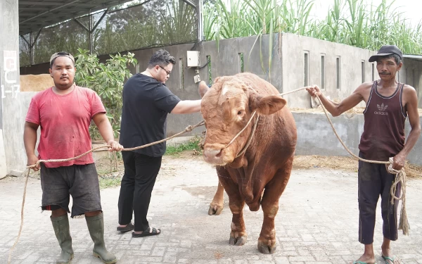 Thumbnail Berita - Untuk Idul Adha, Keluarga Bupati Kediri Beli Empat Ekor Sapi Limosin dari Peternak