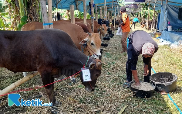 Foto Salah seorang peternak saat memberikan pakan dedak pada Sapi Kangean. (Foto: Husni Habib/Ketik.co.id)