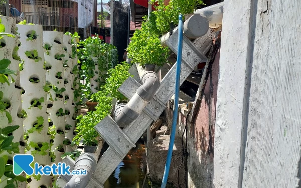 Foto Instalasi penanaman dengan sistem akuaponik. (Foto: Husni Habib/Ketik.co.id)