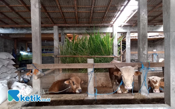 Kandang Lembu Langgeng Pangestu Farm Sleman Cocok Jadi Rujukan Pencari Sapi Kurban