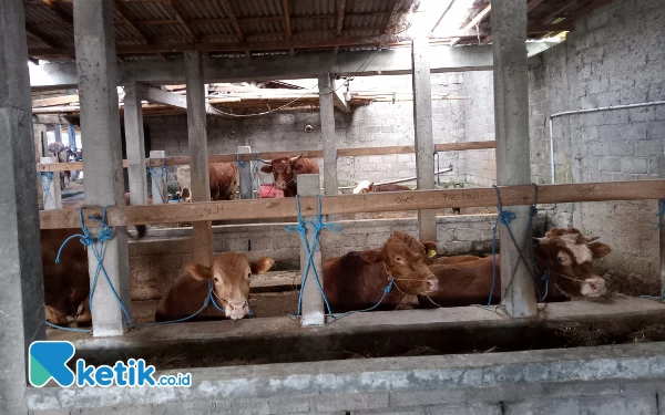 Foto Semuanya jenis sapi ramai di cari pembeli di kandang Langgeng Pangestu Farm baik jenisi sapi simental, limosin, pegon dan sapi po. (Foto: Fajar Rianto/Ketik.co.id)