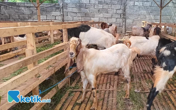 Thumbnail Jelang Hari Raya Kurban, Pedagang Kambing Musiman Mulai Banjiri Kota Batu