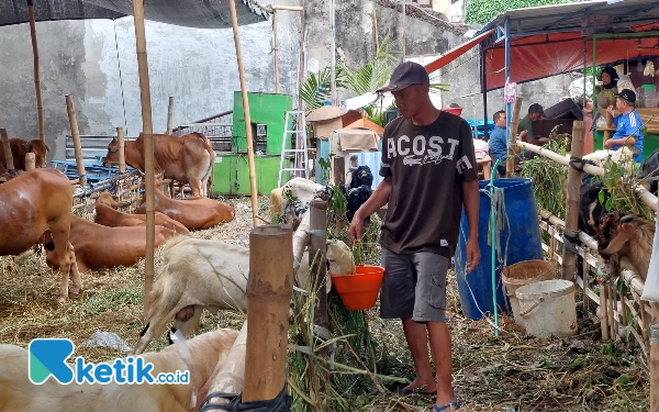 Masih Stabil, Harga Hewan Ternak untuk Idul Adha