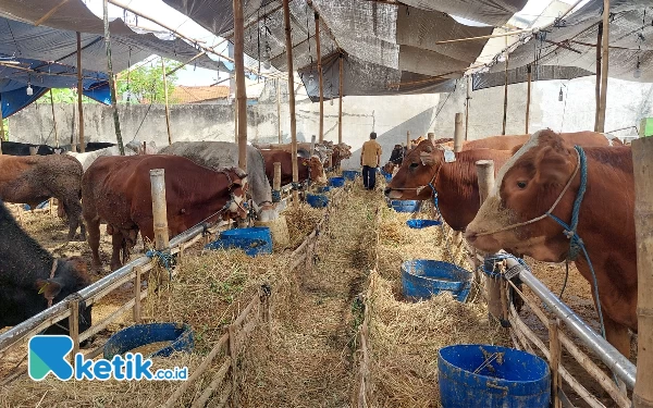 Foto Beragam jenis sapi yang dijual untuk Idul Adha. (Foto: Husni Habib/Ketik.co.id)