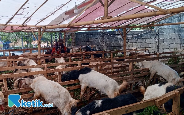 Thumbnail Berita - Hewan Kurban di Kota Batu Bakal Diperiksa 2 Kali untuk Pastikan Layak Konsumsi