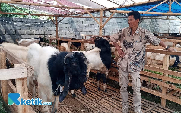 Thumbnail Jelang Hari Raya Kurban, Penjualan Kambing di Kota Batu Masih Landai