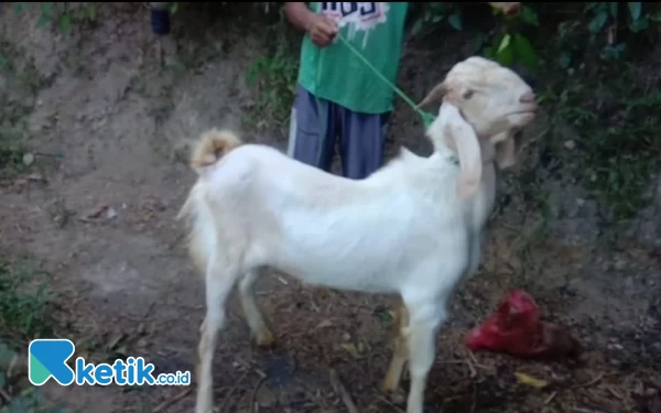 Thumbnail Apes, Niat Jual Kambing Kurban di Pasar Pon Pacitan Malah Raib Digondol Maling