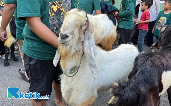 Arak-arakan Hewan Kurban Jadi Festival Keagamaan Tahunan Kota Malang