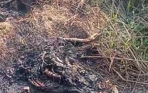 Penemuan Mayat Terbakar Gegerkan Warga Dusun Moroagung Bangkalan
