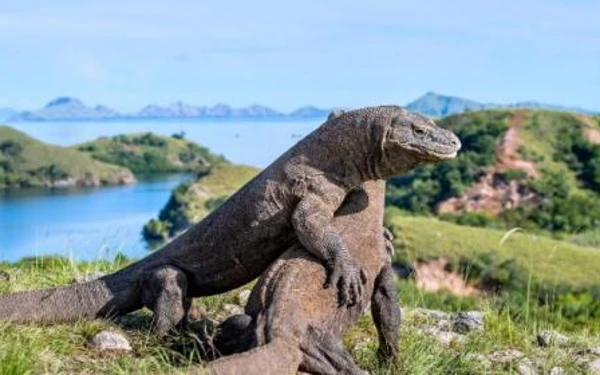 Thumbnail Berita - Jaga Kelestarian Ekosistem, Taman Nasional Komodo Ditutup Sementara