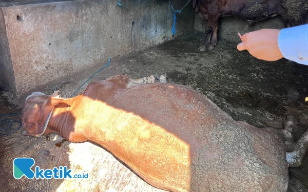 Diduga Keracunan, Puluhan Sapi di Kota Batu Mati Mendadak