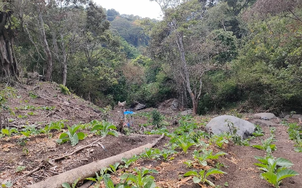 Thumbnail Kelestarian Lutung Jawa di Tlekung Batu Kota Terancam Perambahan Hutan