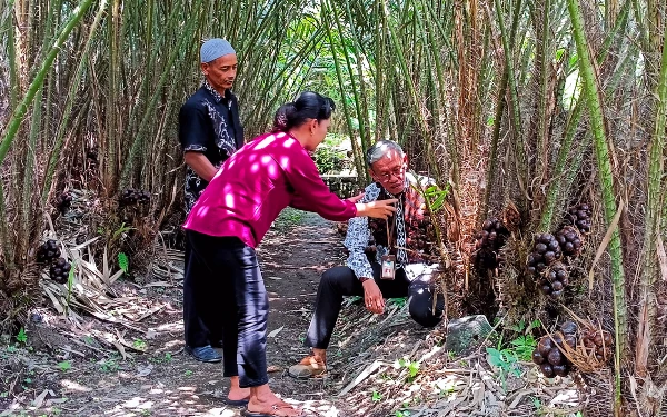 Thumbnail Berita - Punya Nilai Jual Tinggi, Salak Pondoh dan Salak Madu Jadi Strategi Dongkrak Ekonomi Petani Sleman