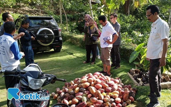 Thumbnail Berita - Warga Pacitan Panen Kakao Puluhan Ton per Bulan, Harga Capai Rp95.000/Kg