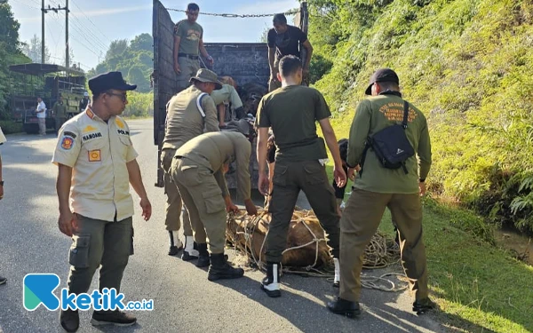 Hewan Ternak yang Terjaring Operasi Satpol PP Aceh Jaya Bisa Diambil Lagi, Ini Syaratnya