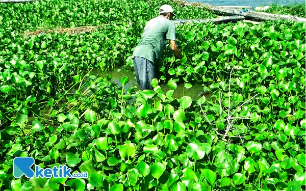 [Berita Foto] Pokmas Turibang Olah Gulma Jadi "Cahaya Penerang"