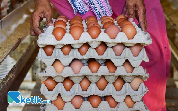 Thumbnail Potret tumpukan egg tray berisi telur ayam dari kandang Bumdes Farm Kaliombo. Selain Desa Kaliombo, PEPC juga menyalurkan bantuan berupa kandang beserta ayam petelur ke beberapa desa di Kabupaten Bojonegoro serta Kabupaten Cepu, dalam rangka meningkatkan perekonomian masyarakat setempat lewat program optimalisasi Bumdes. (Foto: Achmad Fazeri/Ketik.co.id)