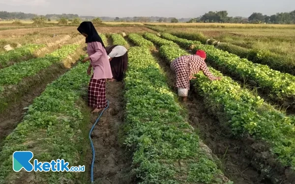 Thumbnail Buruh Tani Tembakau dan Pekerja Pabrik Rokok Bakal Terima BLT DBHCHT 2024