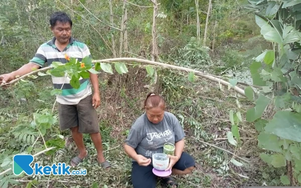 Thumbnail Berita - Alternatif Lauk Kaya Protein, Kepompong Diburu Warga Pacitan saat Hujan Tiba