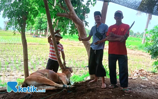 Thumbnail Jagoannya Unggul, Relawan Pendukung Rio-Ulfi "Macan Rem-Rem" Sembelih Sapi