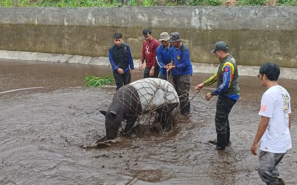 Thumbnail Berita - Tim BKSDA Evakuasi Tapir Masuk Kolam di Pasaman Barat