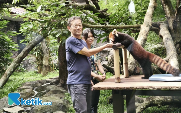 Thumbnail Berita - Konsul Jenderal Jepang Pantau Red Panda dan Jerapah di Batu Secret Zoo