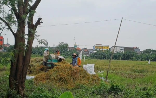 Thumbnail Berita - Cuaca Ekstrem Sebabkan 1138,61 Hektar Sawah Terendam Banjir di Jatim