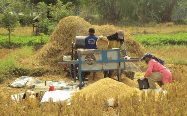 Thumbnail Berita - Petani Ponorogo Kecewa Harga Gabah Dihargai Tengkulak Rp5.500, Bulog Diminta Turun Tangan