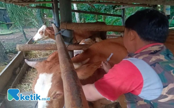 Thumbnail Berita - Puluhan Sapi di Cilacap Terpapar PMK, Dispertan Siapkan 3.000 Dosis Vaksin