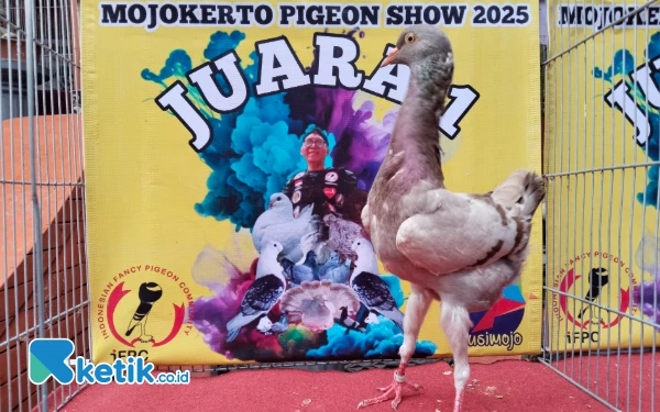 Thumbnail Berita - Merpati Maltese Andalan Reza Farm Kediri Raih Best Off The Best Mojokerto Pigeon Show 2025