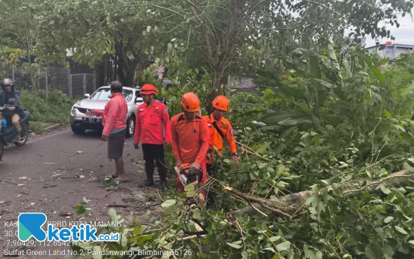 Thumbnail Berita - Angin Kencang Sebabkan 9 Kasus Pohon Tumbang di Kota Malang