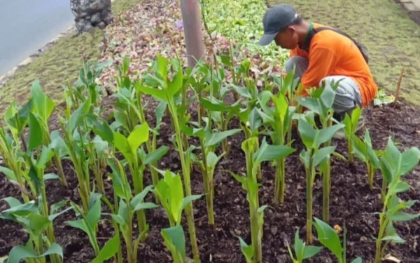 Thumbnail Berita - Pemkot Surabaya Optimalkan Tanah Sedimen untuk Penataan Jalur Hijau