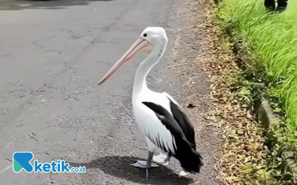 Thumbnail Berita - Burung Pelikan Eco Green Park Kota Batu Lepas dari Kandang