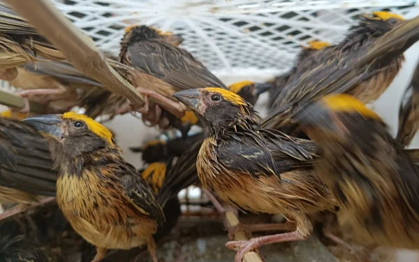 Thumbnail Berita - Karantina Jatim Gagalkan Penyelundupan 6.860 Ekor Burung