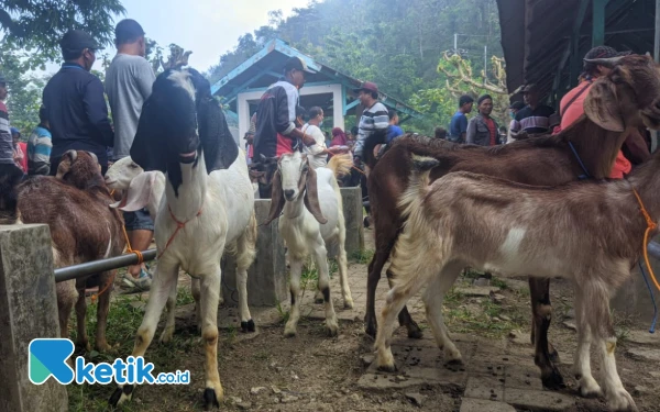 Thumbnail Berita - Penjual Sapi Ogah ke Pasar Hewan Pacitan Gegara PMK, Kambing Merajai