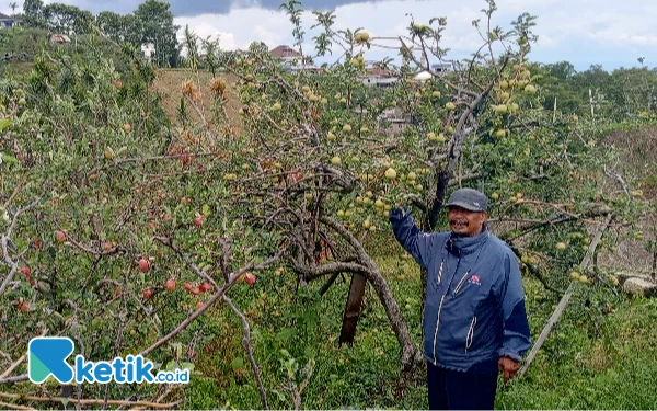 Thumbnail Berita - Petani Apel Berharap Nurochman-Heli Penuhi Janji Kembalikan Ikon Kota Batu