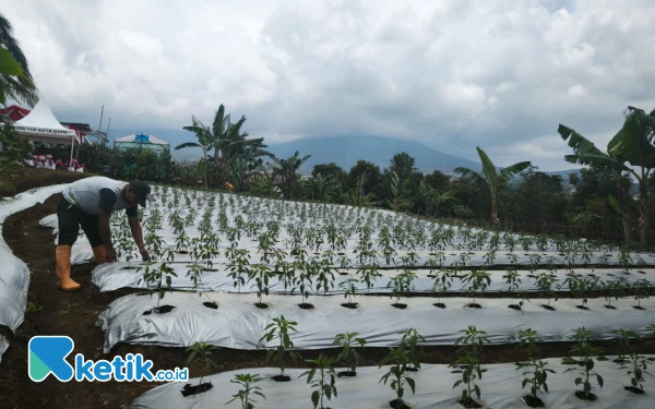 Thumbnail Berita - Dukung MBG, Polda Jatim Tanam 11 Jenis Tanaman Hortikultura di Kota Batu