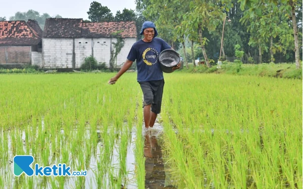 Thumbnail Seorang petani, Sutrisno, menabur pupuk urea ke bibit padi yang berumur 10 hari di Desa Mayahan, Kecamatan Tawangharjo, Kabupaten Grobogan, Jawa Tengah, Jum’at (28 Februari 2025). Pemerintah melalui PT Pupuk Indonesia alokasikan 1,38 juta ton pupuk subsidi untuk Jawa Tengah. Grobogan menjadi kabupaten yang menerima alokasi pupuk subsidi urea terbanyak, yakni 82.000 ton dan NPK sebanyak 62.000 ton. (Foto: Achmad Fazeri/Ketik.co.id)