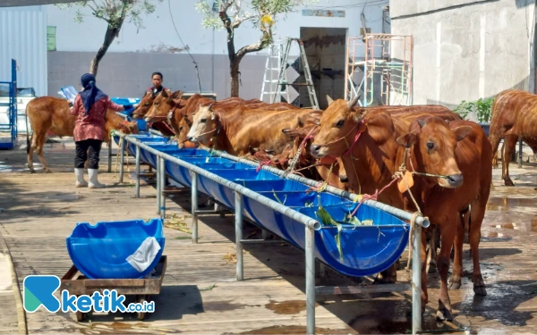 Thumbnail Berita - RPH Surabaya Siapkan 20 Ton Daging Sapi per Hari Selama Ramadhan