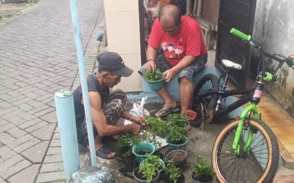 Thumbnail Berita - Membudidayakan Bayam Brazil yang Kaya Nutrisi di Surabaya