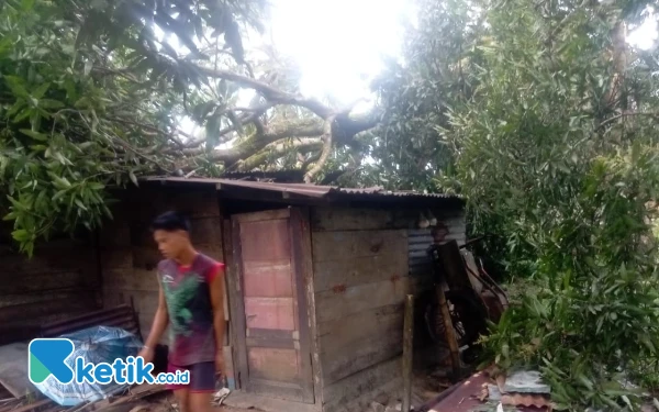 Thumbnail Cuaca Ekstrem, Rumah Warga Simeulue Rusak Parah Tertimpa Pohon Tumbang