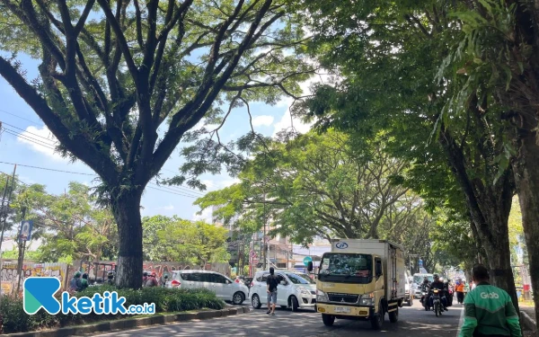 Thumbnail Berita - Deretan Pohon di Tengah Jalan Soehat Kota Malang Dipastikan Tak Terdampak Penebangan