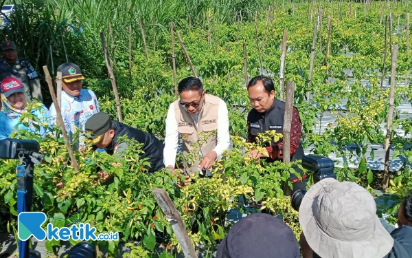 Thumbnail Berita - Wali Kota Malang Turun ke Sawah, Ikut Panen Cabai Bersama Petani Wonokoyo